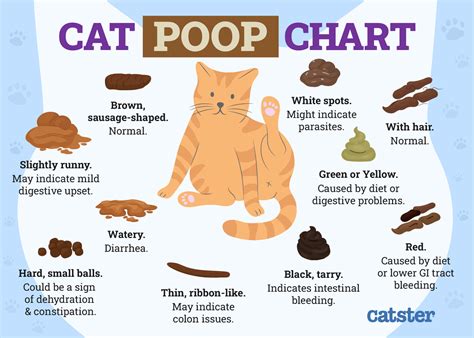 cat is leaking poop|Why Your Cat Is Leaking Poop: 8 Concerning Causes。